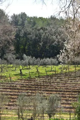 a field with trees and bushes in a field at L'Atelier Appartement au cœur du vignoble in Rognes