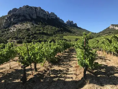 a row of vineyards in front of a mountain at Mas Saint-Genies in Venasque