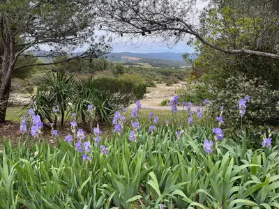 a bunch of purple flowers in a field with trees at Magic views in paradise in Joucas