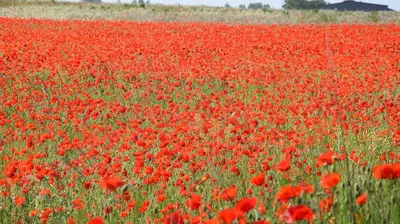 a field of red poppies in a field at Chambre basilic 2p, 2 nuits max, dans petit chalet 6km du festival de piano de la roque d'anthéron in Rognes