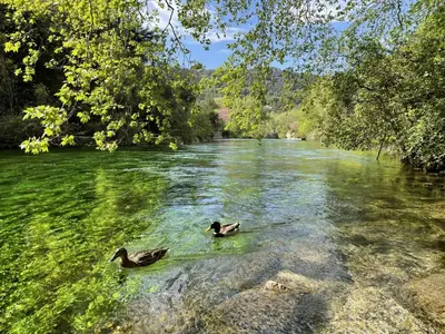 two ducks swimming in a river with trees at La Villa des Lavandes - A 300m du Centre, au calme, et au vert ! in LʼIsle-sur-la-Sorgue