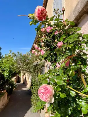 a bunch of pink roses growing on the side of a building at Chez Fanny in Bédoin