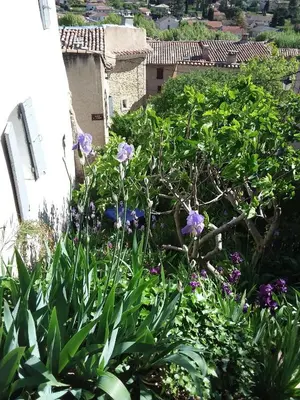 a garden with purple flowers and green plants at Chambre d'hôtes chez Gwennaelle in Bédoin