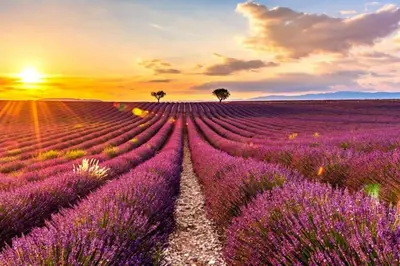 a field of lavender with a sunset in the background at Magnifique T3 rénové, 15min à pied CV, pkg privé in Aix-en-Provence