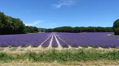 a field of purple flowers in a field at Luberon - Mas du Grand Saint Julien in Rustrel