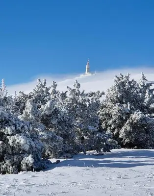 a group of trees covered in snow with a lighthouse in the background at Le logis du Ventoux in Bédoin