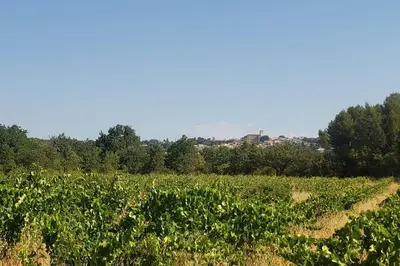 a field of crops with trees in the background at Maisonnette à la campagne. Idéal Télétravail in Éguilles