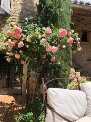 a bunch of pink roses growing on a wall at La Maiz in Maubec