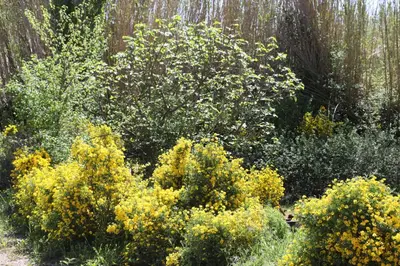 a garden with yellow bushes and a tree at La Bastide au coeur de la Provence in Pertuis
