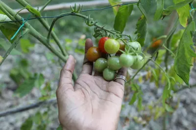 a hand holding up a bunch of tomatoes on a plant at Maison calme et verdure in Saint-Cannat