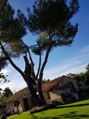 a tree in a yard next to a house at A l'Orée du Pin in Puyricard