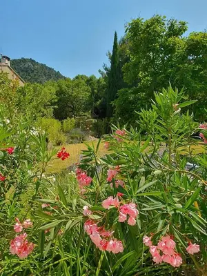 a bunch of pink flowers in a garden at La Villa Moderna in Robion en Luberon
