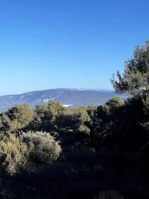 a group of trees with a blue sky in the background at Village house of Jean in Gordes