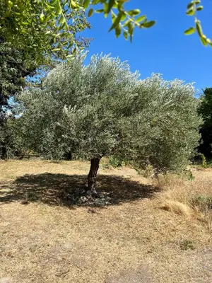 a small tree in the middle of a field at Le Cabanon de Léandre in Meyrargues