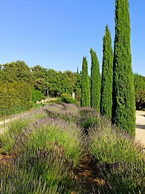 a garden with tall trees and purple flowers at La bastide de Cocagne in Rognes