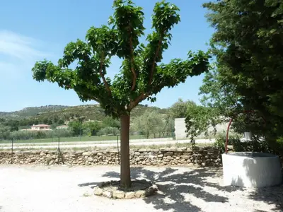 a tree in the middle of a dirt field at Magnifique villa au calme avec piscine, sauna et jacuzzi in Pélissanne