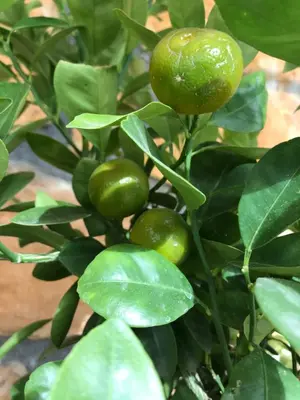 a lime tree with green fruits on it at Superbe annAix de villa - Maison Odonata in Aix-en-Provence