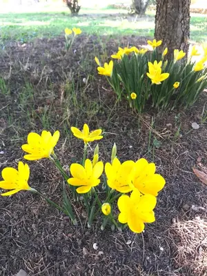 a bunch of yellow flowers in front of a tree at Superbe annAix de villa - Maison Odonata in Aix-en-Provence