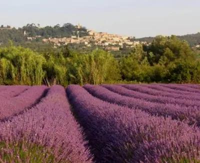 a lavender field with rows of purple flowers at BOHO 1 Vue Exceptionnelle in Bonnieux