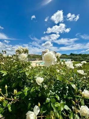 a field of white roses with a beach in the background at Les Oliviers De Notre Dame in Mazan