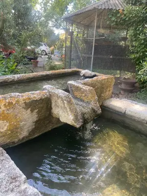 a dog laying on a rock next to a pond at Eden - Mas de Rousseau in Eyragues