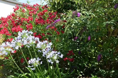 a garden of flowers with white and red flowers at Ici et Là - Chambres d'hôtes in Velleron