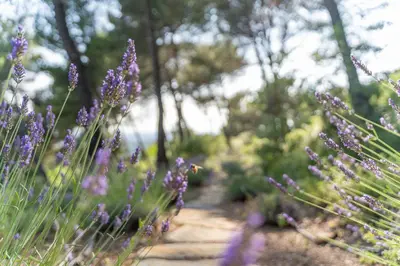 a garden of purple flowers on a path at Le Chant des Pins Lodge & Spa Tour de Keyrié in La Mignarde