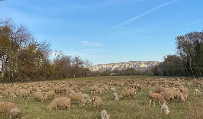 a herd of sheep grazing in a field at Mazet au pied des Alpilles, avec Piscine & Pétanque in Salon-de-Provence