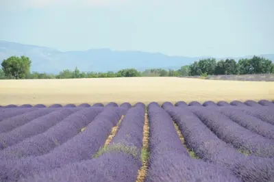 a purple lavender field with a field in the background at Le Fernandol by La Familia in Aix-en-Provence