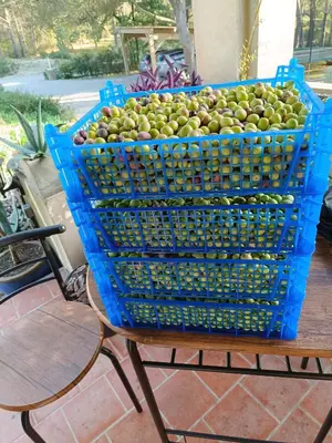 a blue basket of apples sitting on a table at Écrin de nature sous les pins in Aurons