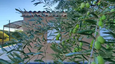 a tree with green fruit growing next to a building at Rêve en Lubéron in Lauris