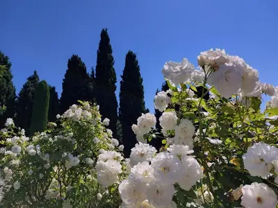 a bunch of white flowers with trees in the background at En Provence, Chez Stéphanie et Marcel in Saint-Rémy-de-Provence