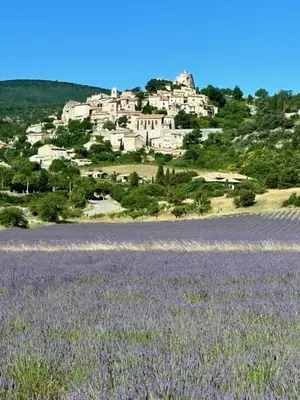 a field of lavender in front of a village at Maison de charme avec piscine in Simiane-la-Rotonde