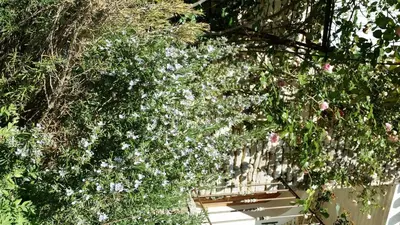 a bunch of flowers are growing on a fence at Charm in Provence in Saumane-de-Vaucluse