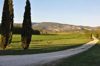 a dirt road in a field with two trees at Mas Clement - Chambre et table d'hôtes in LʼIsle-sur-la-Sorgue