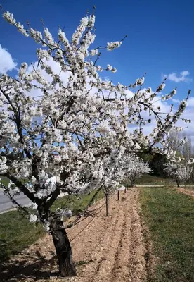 a tree with white flowers on a dirt road at GÎTE DE L 'OCRE NICE VIEW in Villars