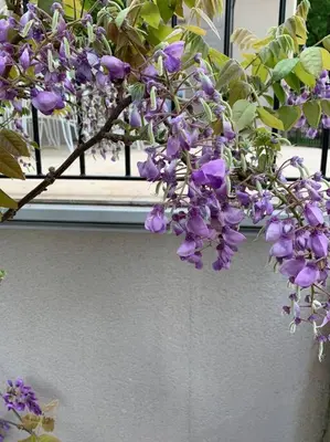 a bush of purple flowers on a window sill at Villa des Fontaines luxury family home with pool in Pernes-les-Fontaines