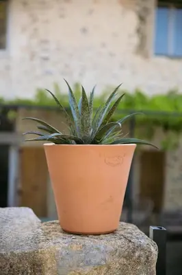 a plant in an orange pot sitting on a rock at Unique guest room in the heart of Provence 