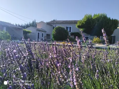 a field of purple flowers in front of a house at Le Mas des Calus Chambres d'hôtes in LʼIsle-sur-la-Sorgue
