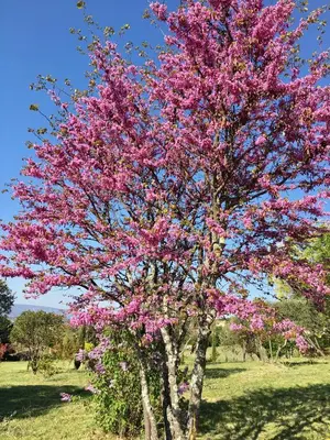 a tree with pink flowers in a field at Le Mas du Fort in Gargas