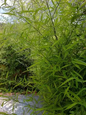 a group of green plants next to each other at Le Mas du Fort in Gargas