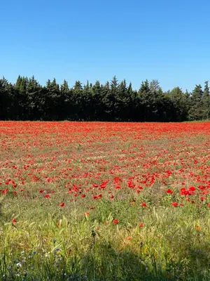 a field of red poppies in a field at La RENAUDIERE in LʼIsle-sur-la-Sorgue