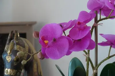 a group of purple flowers in a vase at Coin de paradis en Provence in Saint-Cannat