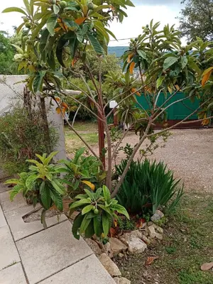 a garden with trees and plants next to a sidewalk at studio Erilys in Apt