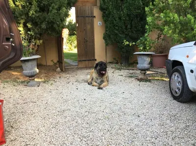 a dog sitting on the ground next to a car at FLC - Large Charming House - Swimming Pool in Lambesc