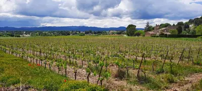 a field with a bunch of vines at Domaine des Francobelges - Appartements in Lauris