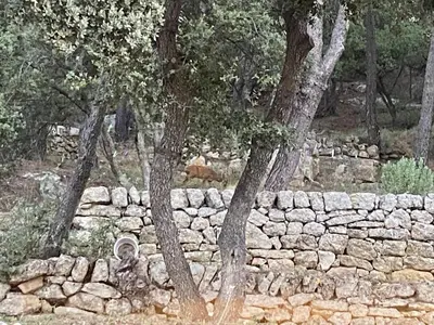 a stone wall with two trees and a dog behind it at La studette provençale in Jouques