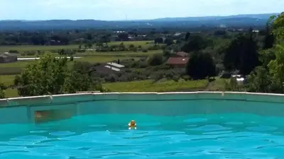 a swimming pool with a dog in the water at Masmazan in Mazan