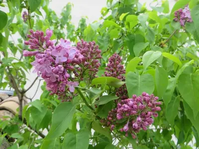 a bunch of purple flowers on a tree at Les Tarraïettes au pied du Luberon in Lourmarin