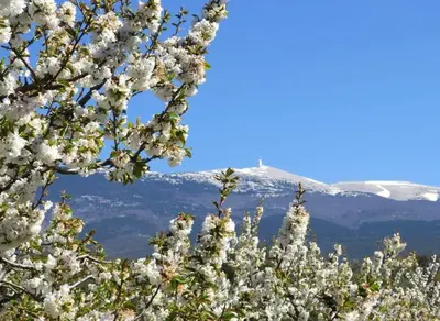 a tree with white flowers in front of a snow covered mountain at Les Tarraïettes au pied du Luberon in Lourmarin